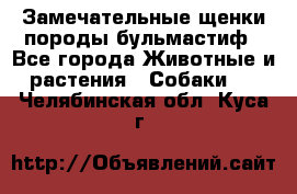 Замечательные щенки породы бульмастиф - Все города Животные и растения » Собаки   . Челябинская обл.,Куса г.